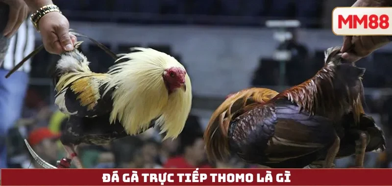 Đá Gà Trực Tiếp Thomo – Xem Đá Gà Online Uy Tín & Nhanh Nhất Tại MM88 3 Đá Gà Trực Tiếp Thomo là gì